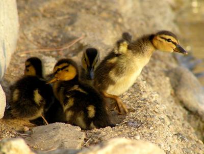 ducklings to wing stretch.jpg