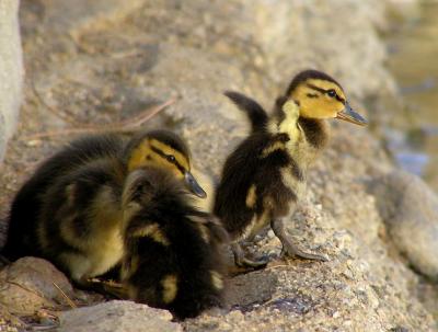 ducklings to wing stretch 2.jpg