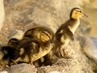 ducklings to wing stretch 3.jpg