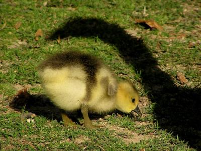 gosling and shadow.jpg