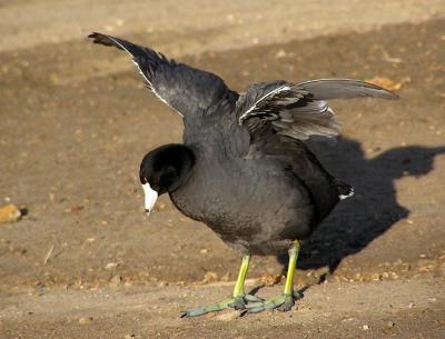 coot mom or dad 0405.jpg