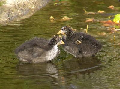 coot babies 0405 3.jpg