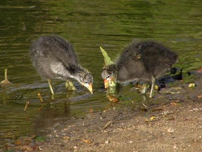 coot babies hmmm whats this.jpg