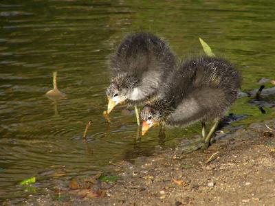 coot babies synchronization.jpg