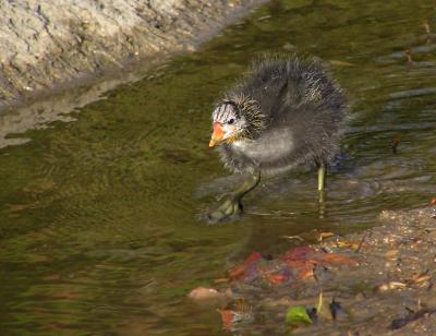 u17/lesliej/medium/42721487.cootbaby04052.jpg