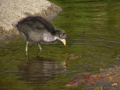 coot baby 0405 3.jpg