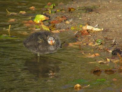 coot baby are you talkin to me.jpg