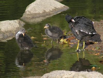 coot family 0405 2.jpg