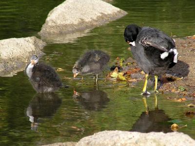 coot family 0405 3.jpg