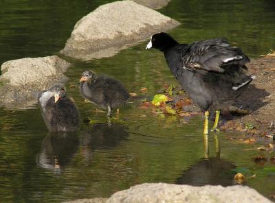 coot family 0405 4.jpg