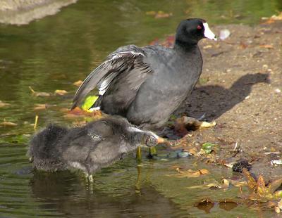 coot family 0405.jpg