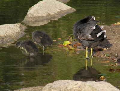 coot family 0405 6.jpg