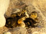 ducklings to 3.jpg