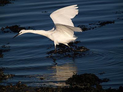 Egret_1