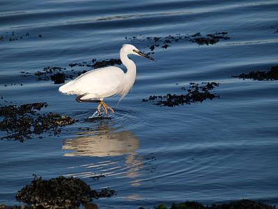 Egret_2