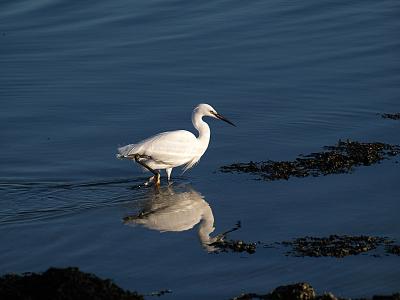 Egret_7