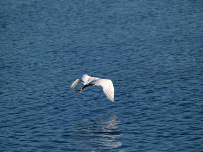 egret