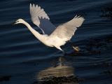 Egret_6