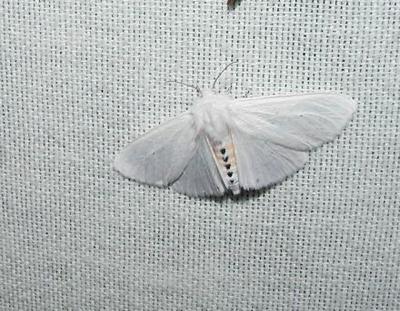 Virginian Tiger Moth or Yellow Bear Moth (Spilosoma virginica)