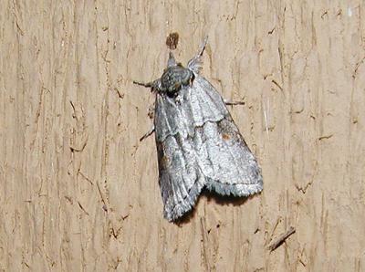 Frigid Owlet Moth (Nycteola frigidana)