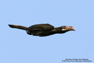 Luzon Hornbill
(a Philippine endemic, female)

Scientific name - Penelopides manillae

Habitat - Forest and edge up to 1500 m.