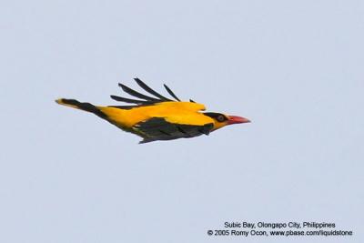 Black-naped Oriole 

Scientific name - Oriolus chinensis 

Habitat - Common and widespread in early second growth, open scrub and gardens. 
