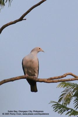 Green Imperial-Pigeon

Scientific name - Ducula aenea aenea

Habitat - Lowland and middle elevation forest.