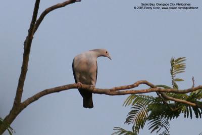 Green Imperial-Pigeon

Scientific name - Ducula aenea aenea

Habitat - Lowland and middle elevation forest.