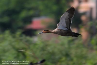 Philippine Duck 
(a Philippine endemic) 

Scientific name - Anas luzonica 

Habitat - Freshwater marshes, shallow lakes and ricefields. 

[400 5.6L + Tamron 1.4x TC, hand held at 560 mm] 

