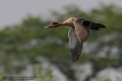 Philippine Duck 
(a Philippine endemic) 

Scientific name - Anas luzonica 

Habitat - Freshwater marshes, shallow lakes and ricefields. 

[400 5.6L + Tamron 1.4x TC, hand held at 560 mm] 
