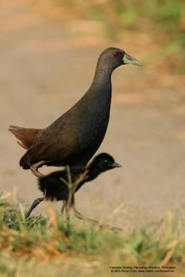 Plain Bush-Hen 
(A near Philippine endemic, adult and chick, possibly one of the first pics taken in the wild of an immature of this species.) 

Scientific name - Amaurornis olivaceus 

Habitat - Drier grasslands and scrub. 

[Sigma 300-800 DG]
