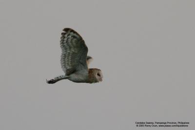 Grass Owl 

Scientific name - Tyto capensis 

Habitat - Grasslands and canefields.

[400 5.6L]
