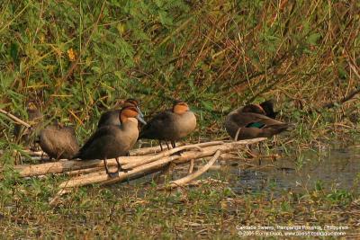 Philippine Duck 
(a Philippine endemic) 

Scientific name - Anas luzonica 

Habitat - Freshwater marshes, shallow lakes and ricefields. 

[Sigma 300-800 DG, 80 meters subject distance] 

