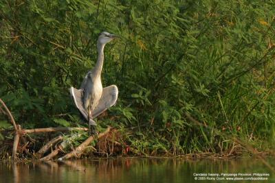 Grey Heron 

Scientific name - Ardea cinerea 

Habitat - Uncommon in wetlands.

[Sigma 300-800 DG, over 120 meters subject distance] 

