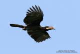 Tarictic Hornbill
