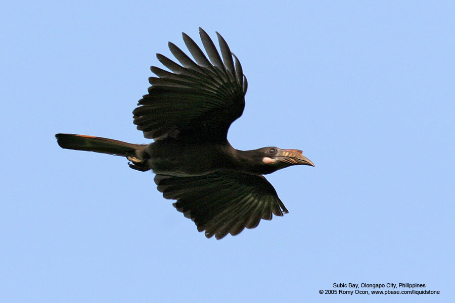Tarictic Hornbill