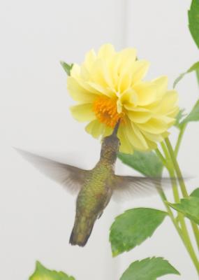 CRW_2808.jpg