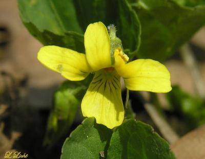 Downy Yellow Violet 155.jpg