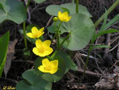 u17/lloydl/medium/42311957.MarshMarigolds202.jpg