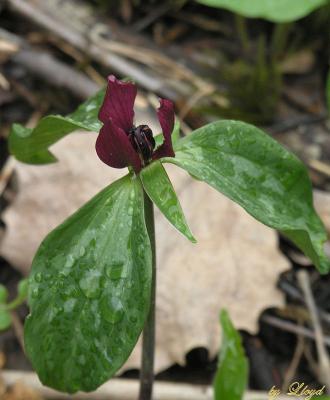 Red Trillium and raindrops 125.jpg