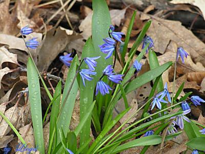 Squill on a rainy day 221.jpg
