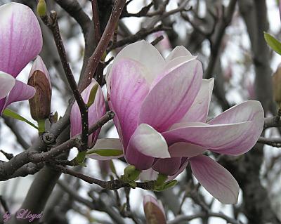 Pink Magnolia  046.jpg