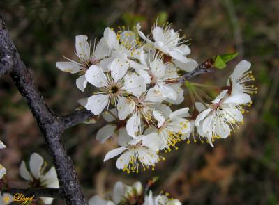 Blossoms  079.jpg