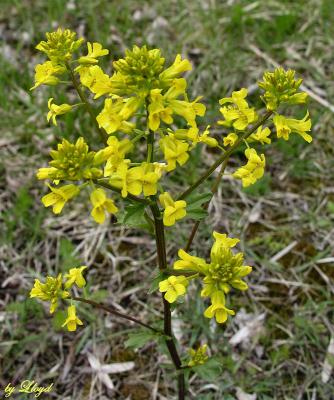 Winter Cress 142.jpg