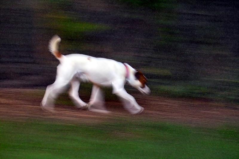 Dog on Patrol (Homage to Helios)
