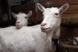 Zuerchers goats