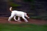 Dog on Patrol (Homage to Helios)