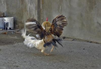 Mindoro Fighting Roosters