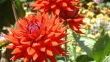 DSCF0046.JPG