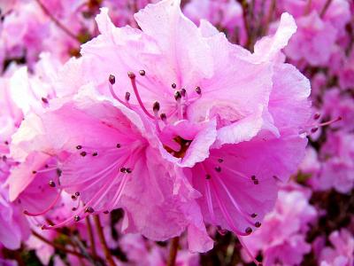 Azalea Blossoms ~ April 19th